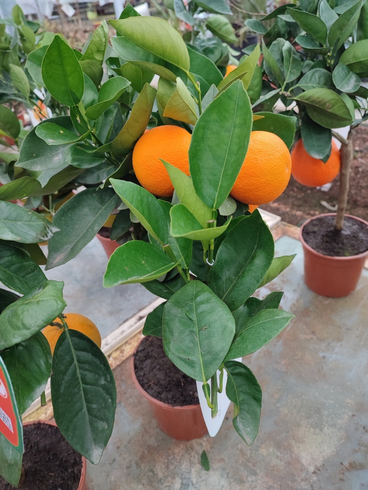 Chinotto - Valmaflor#ValmaflorValmaflorChinotto