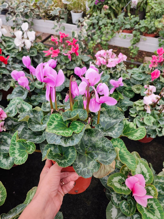 Ciclamino - ValmaflorValmaflorValmaflorCiclamino14 cm