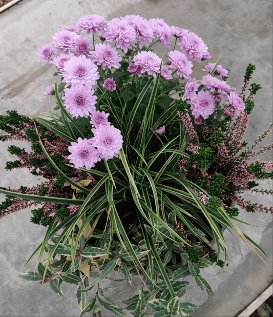 Ciotola grande da esterno - ValmaflorValmaflorValmaflorCiotola grande da esterno - Valmaflor