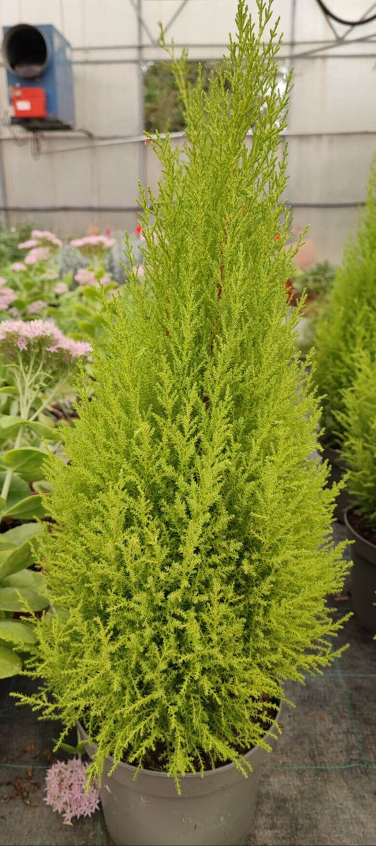 Cipresso - ValmaflorCipressoValmaflorValmaflorCipresso - Valmaflor453674434343512 cm