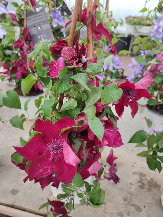 Clematis boulevard - Valmaflor#ValmaflorValmaflorClematis boulevardBordeaux