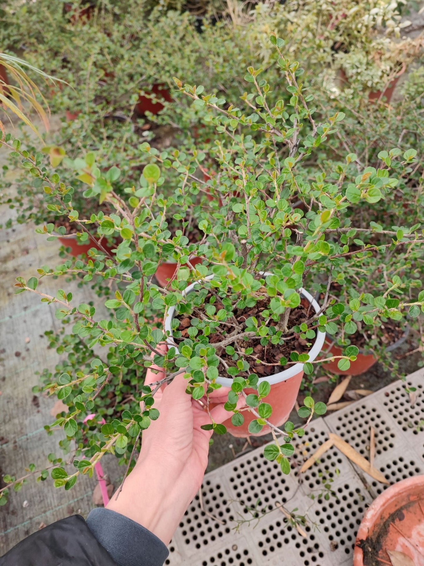 Cotoneaster s. Coral Beaut - ValmaflorCOTONEASTER S. CORAL BEAUTYValmaflorValmaflorCotoneaster s. Coral Beaut14 cm