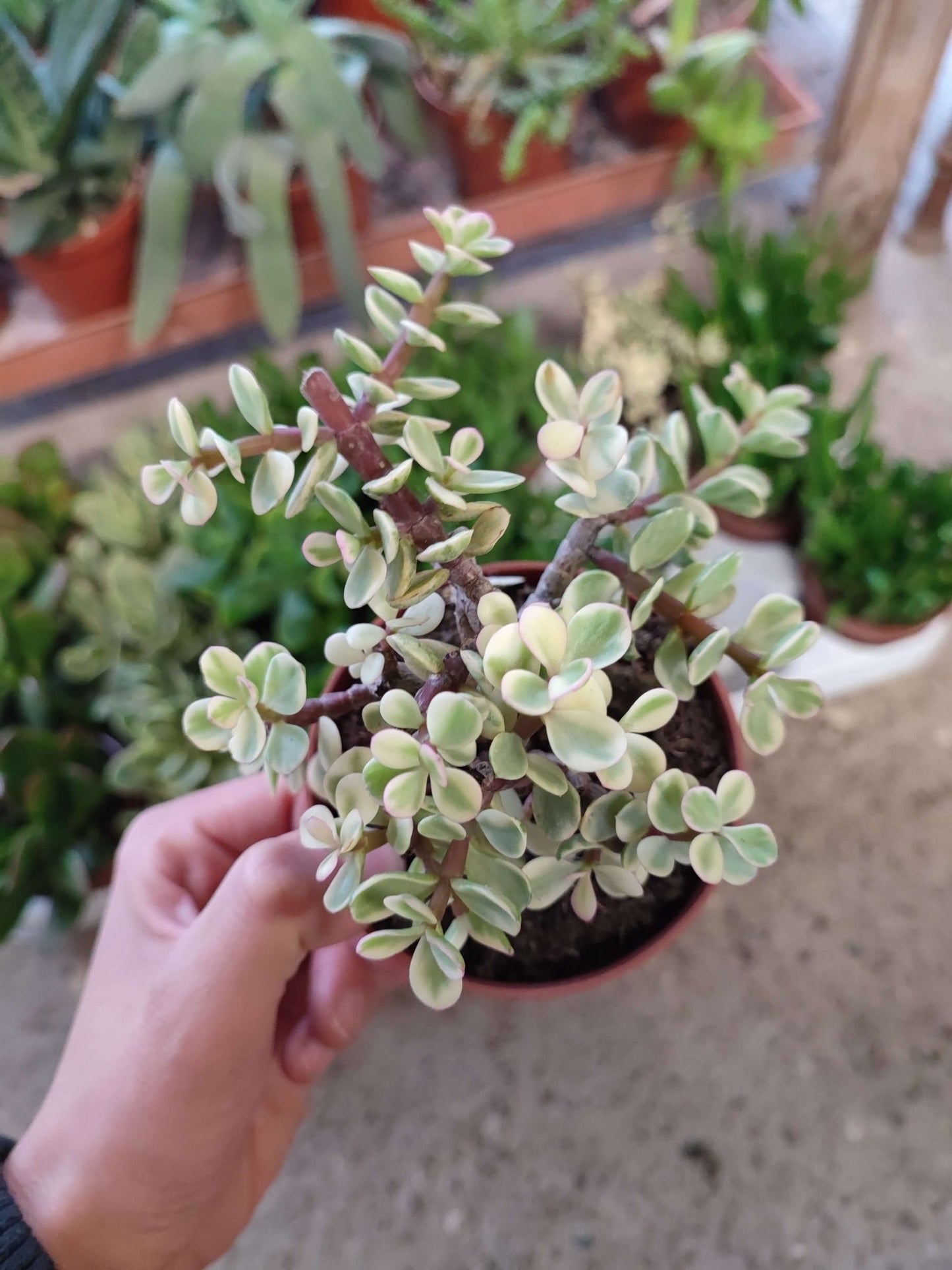 Crassula mix - ValmaflorValmaflorValmaflorCrassula mix - ValmaflorVariante 3