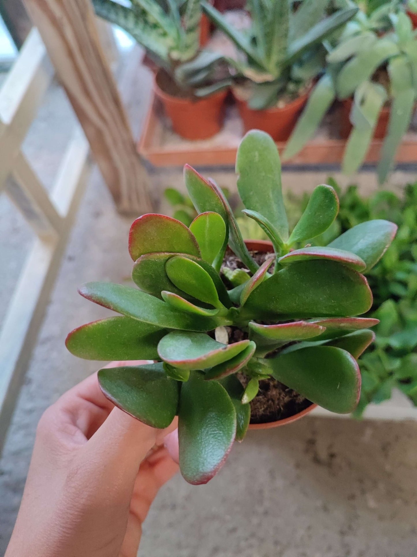 Crassula mix - ValmaflorValmaflorValmaflorCrassula mix - ValmaflorVariante 4
