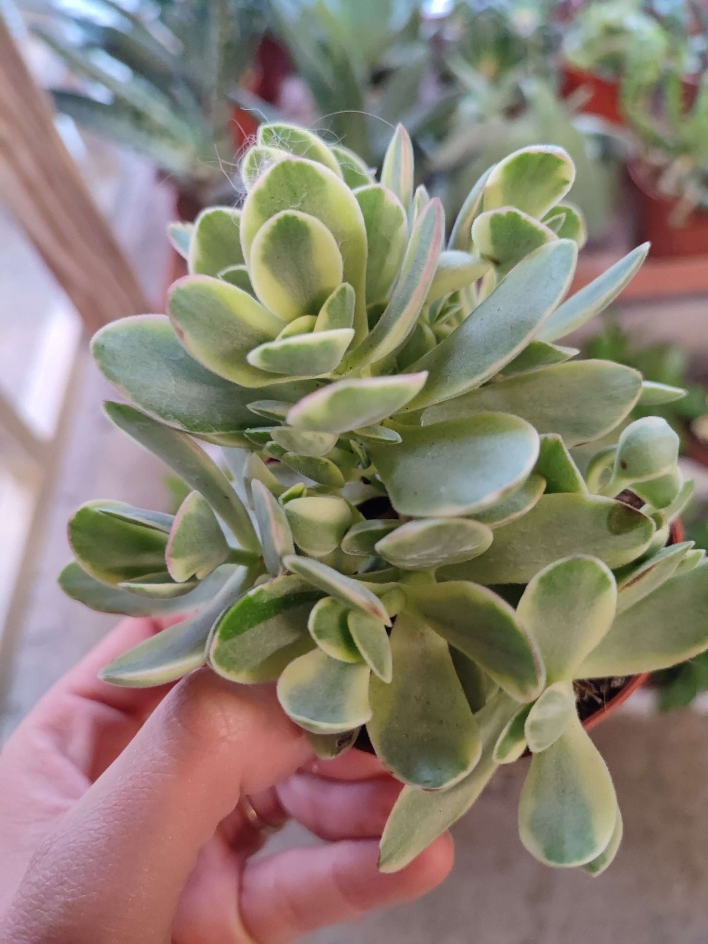 Crassula mix - ValmaflorValmaflorValmaflorCrassula mix - ValmaflorVariante 6