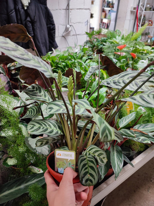 Ctenanthe Burle Marxii Amagris - ValmaflorValmaflorValmaflorCtenanthe Burle Marxii AmagrisCtenanthe con confezione e vaso