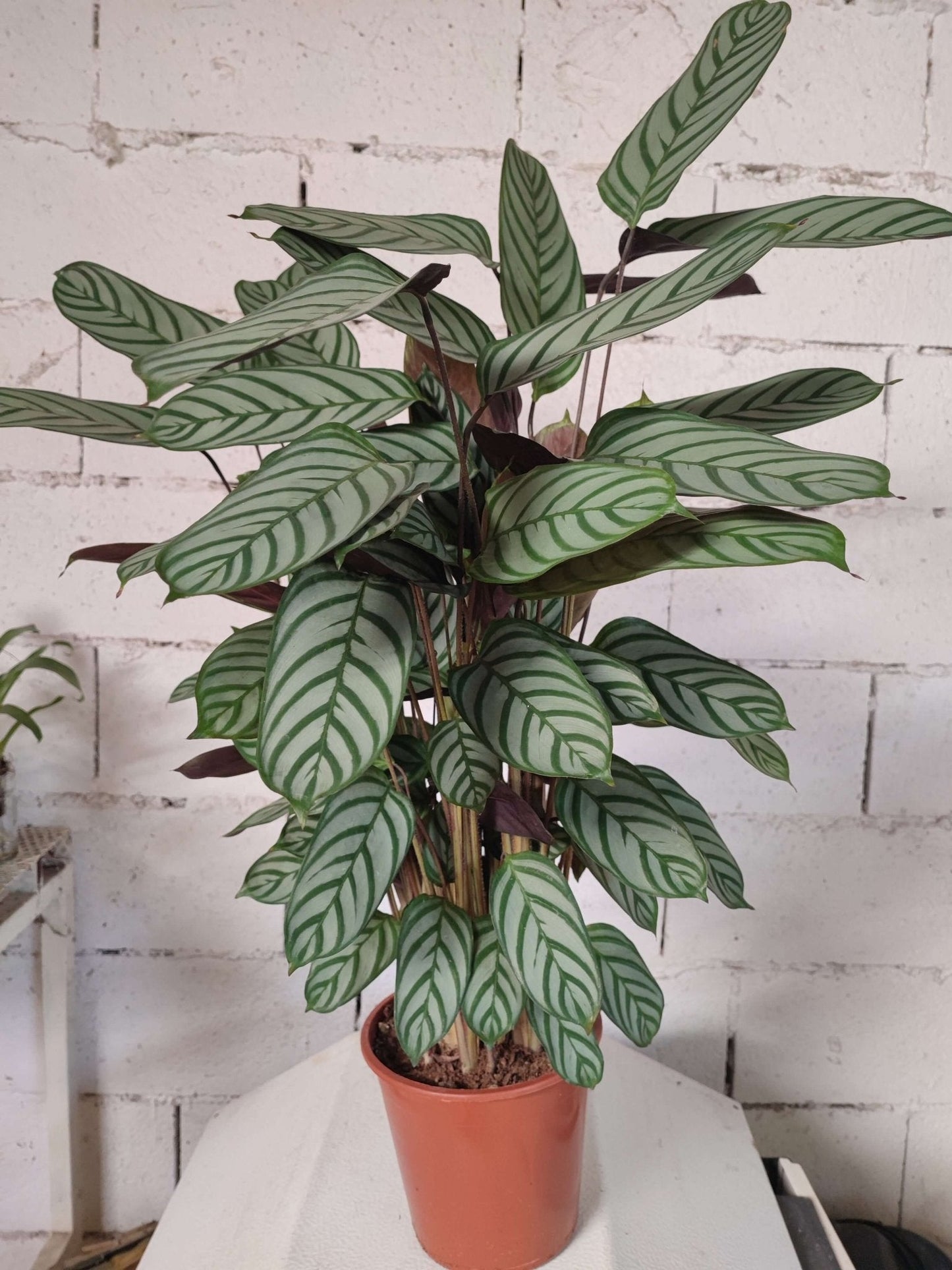 Ctenanthe 'Compactstar' - Valmaflor#ValmaflorValmaflorCtenanthe 'Compactstar'