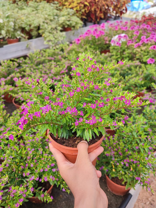 Cuphea hyssopifolia - ValmaflorValmaflorValmaflorCuphea hyssopifolia - ValmaflorValmaflorValmaflorCuphea hyssopifolia14 cm14 cm