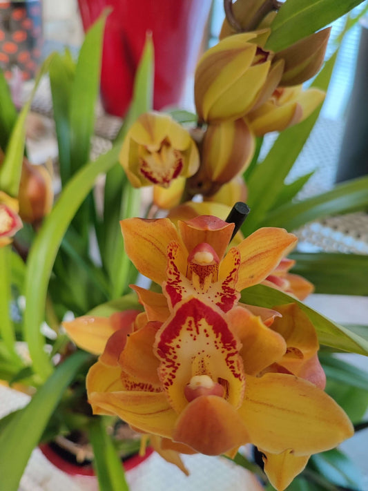 Cymbidium - ValmaflorCymbidiumValmaflorValmaflorCymbidium - Valmaflor14 cm