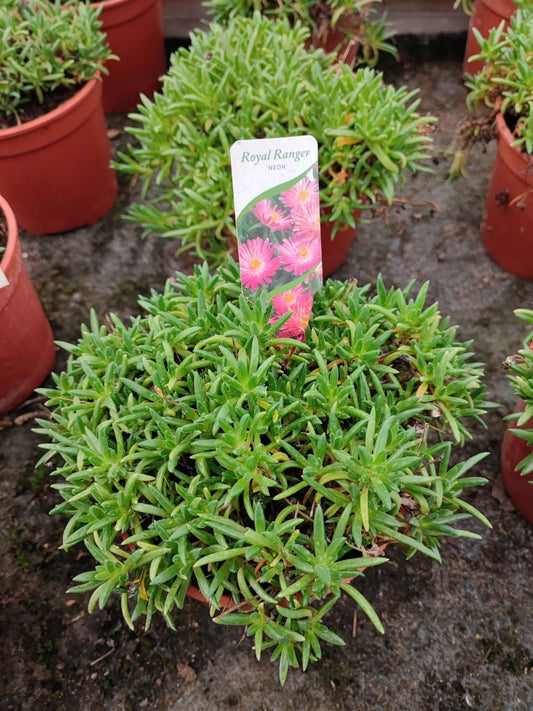 Delosperma royal ranger neon - ValmaflorValmaflorValmaflorDelosperma - Valmaflor