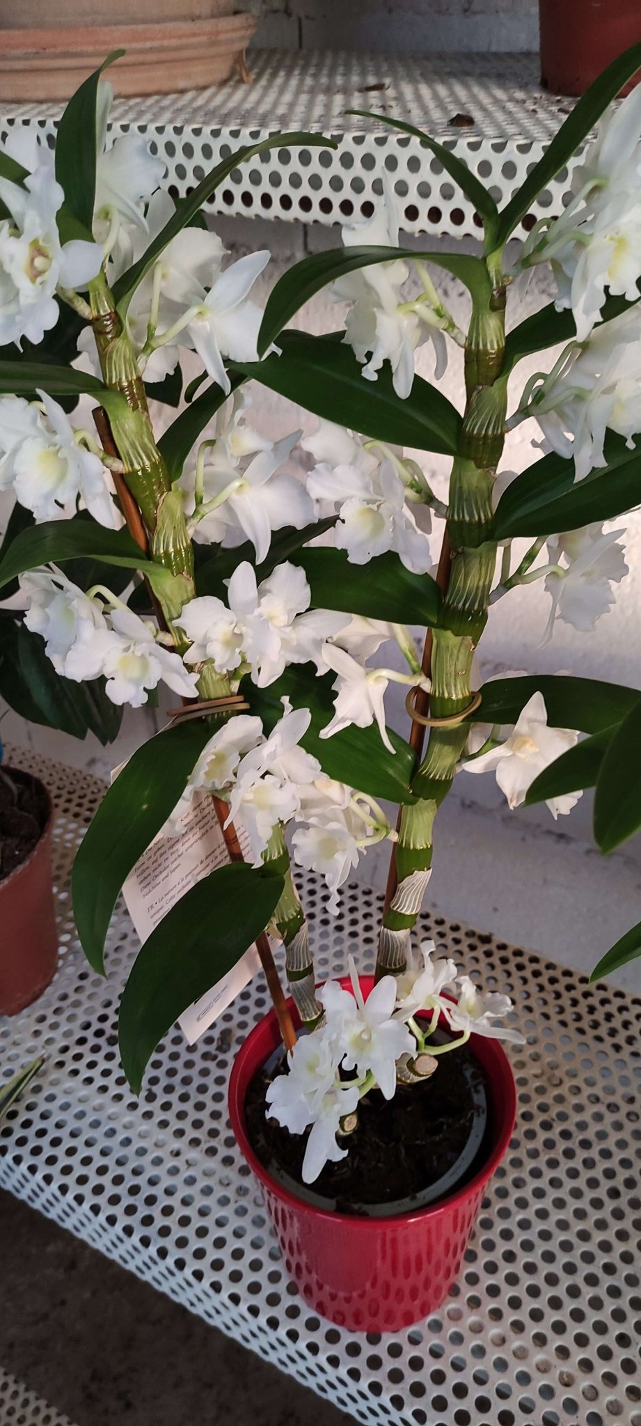 Orchidee Dendrobium nobile 2 rami Bianco 12 cm acquista da OBI Orchidee Dendrobium nobile 2 rami Bianco 12 cm acquista da OBI