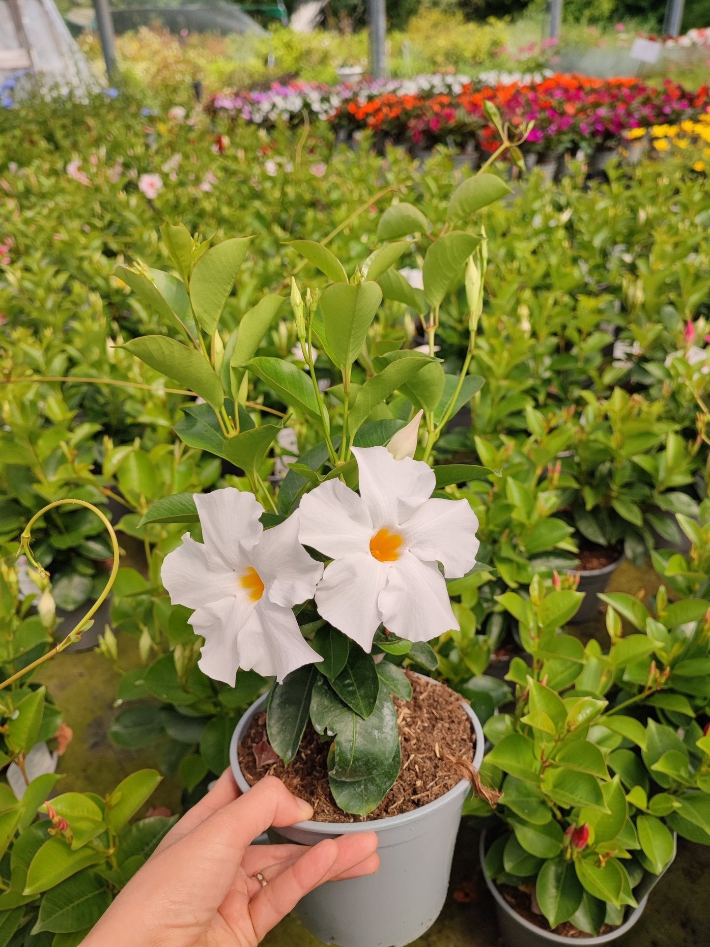 Dipladenia - ValmaflorValmaflorValmaflorDipladenia - ValmaflorValmaflorValmaflorDipladeniaBrasilera whiteBrasilera white