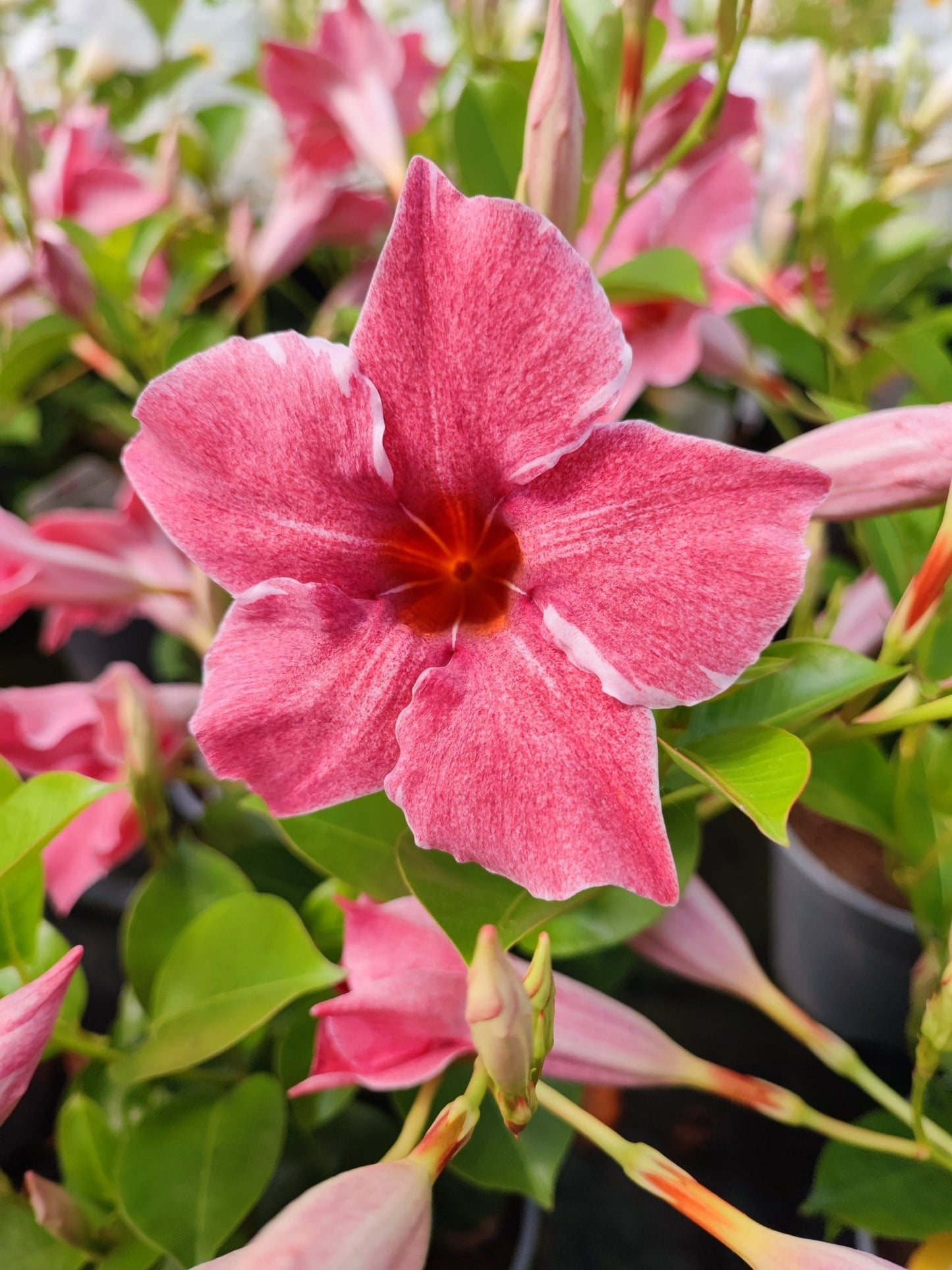 Dipladenia - ValmaflorValmaflorValmaflorDipladenia - ValmaflorValmaflorValmaflorDipladeniaFlamingo pinkFlamingo pink