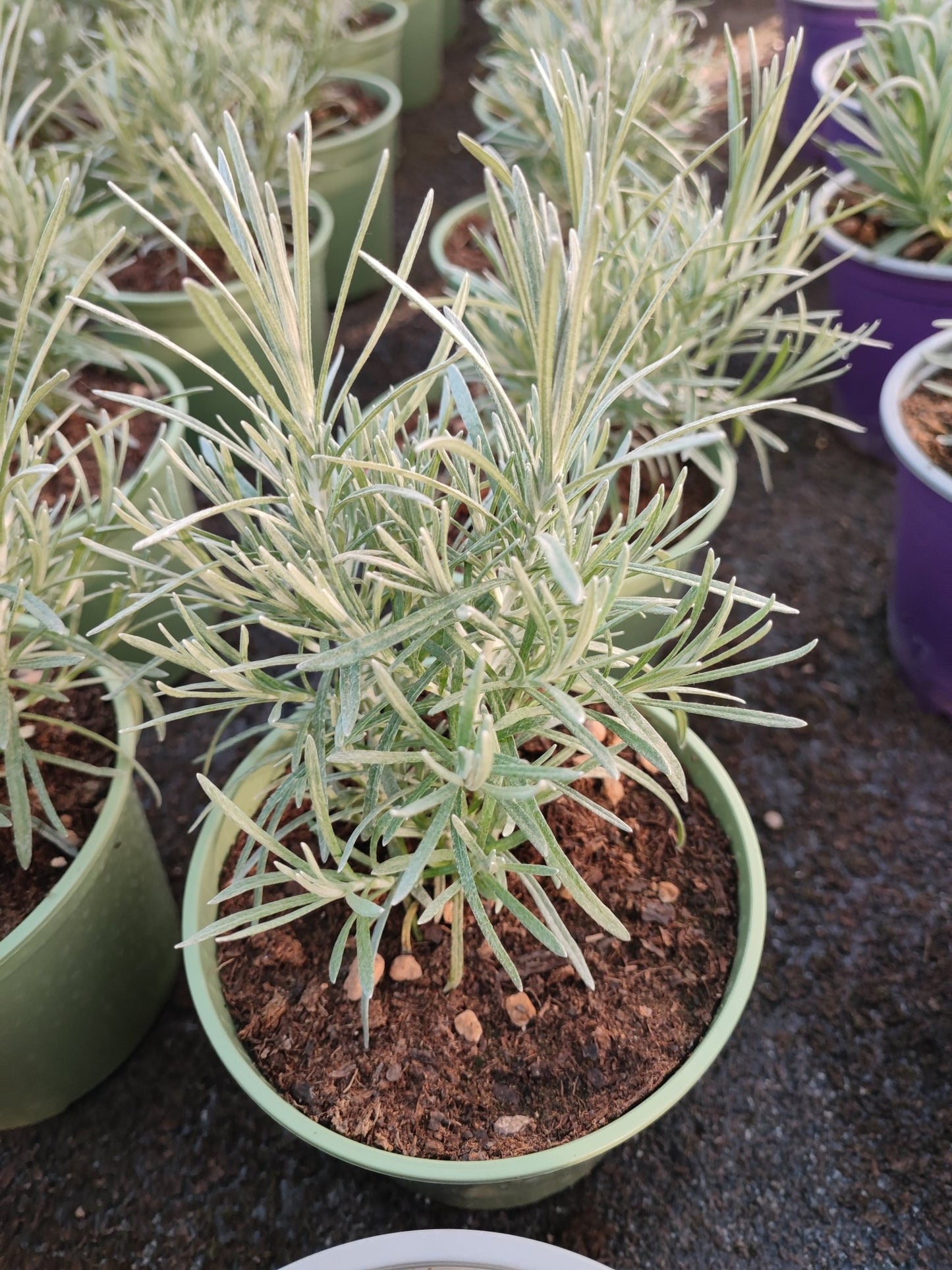 Elicriso italico - Valmaflor#ValmaflorValmaflorElicriso italico