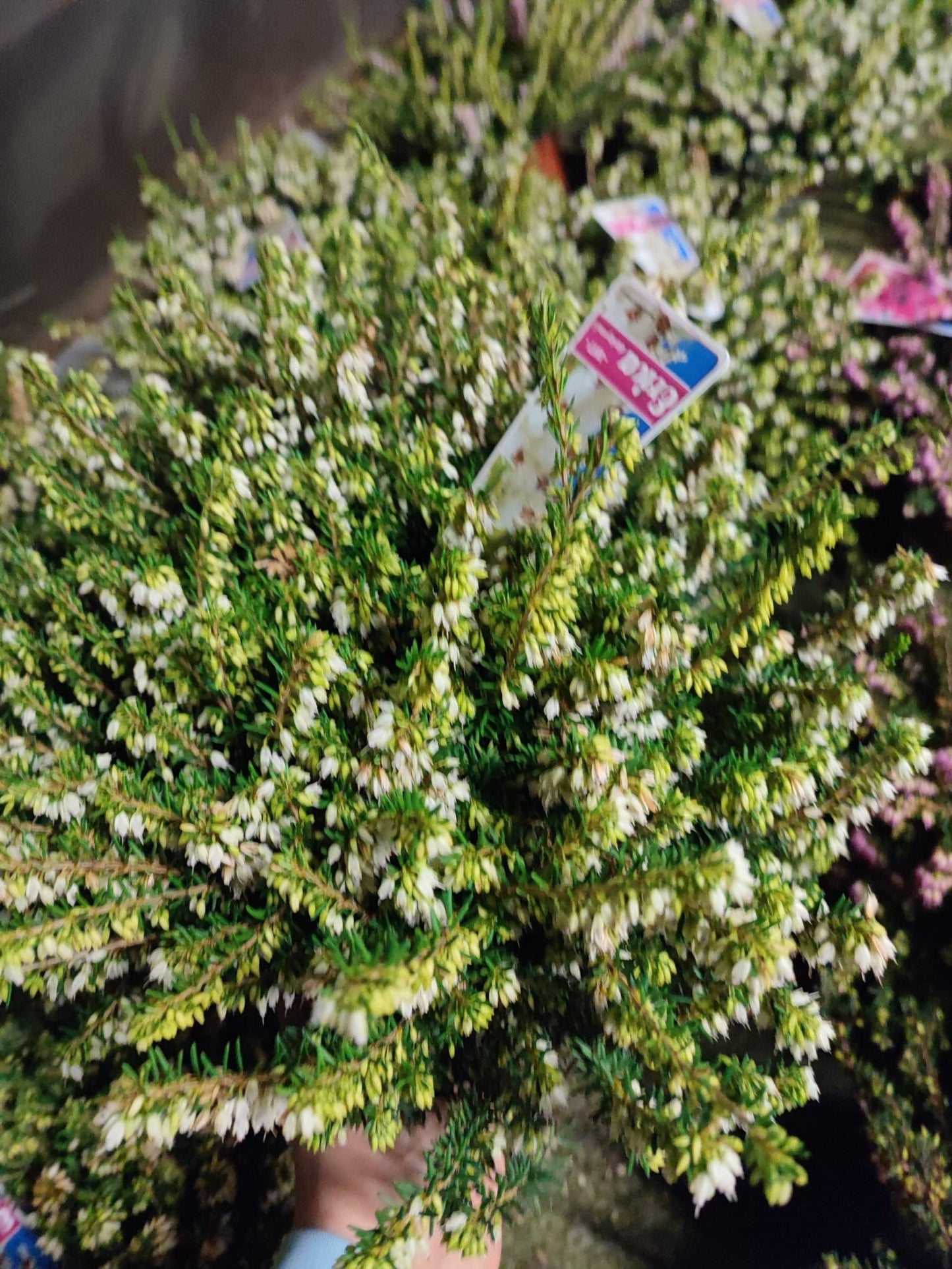 Erica darlyensis - Valmaflor#ValmaflorValmaflorErica darlyensis - ValmaflorBianco vaso 13