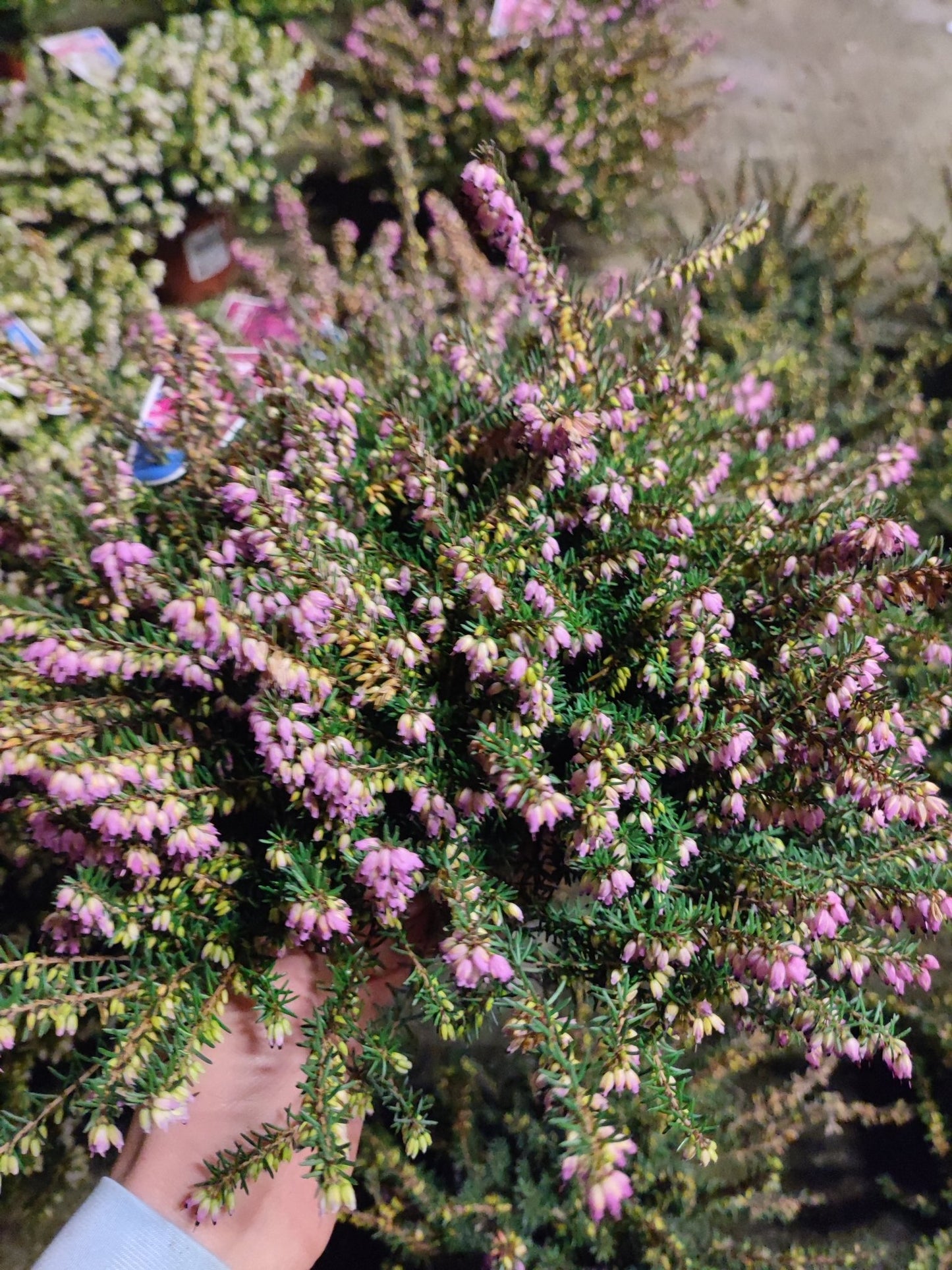 Erica darlyensis - Valmaflor#ValmaflorValmaflorErica darlyensis - ValmaflorFucsia vaso 13