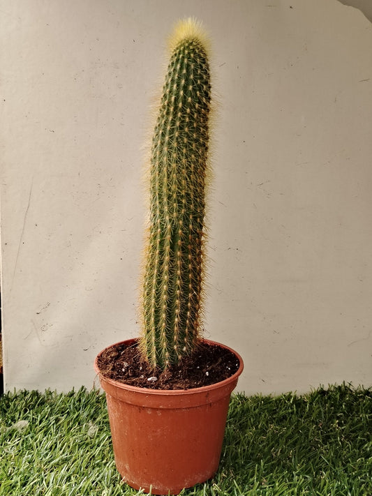 Espostoa guentheri - ValmaflorValmaflorValmaflorEspostoa guentheri - ValmaflorValmaflorValmaflorEspostoa guentheri10 cm30 cm10 cm30 cm