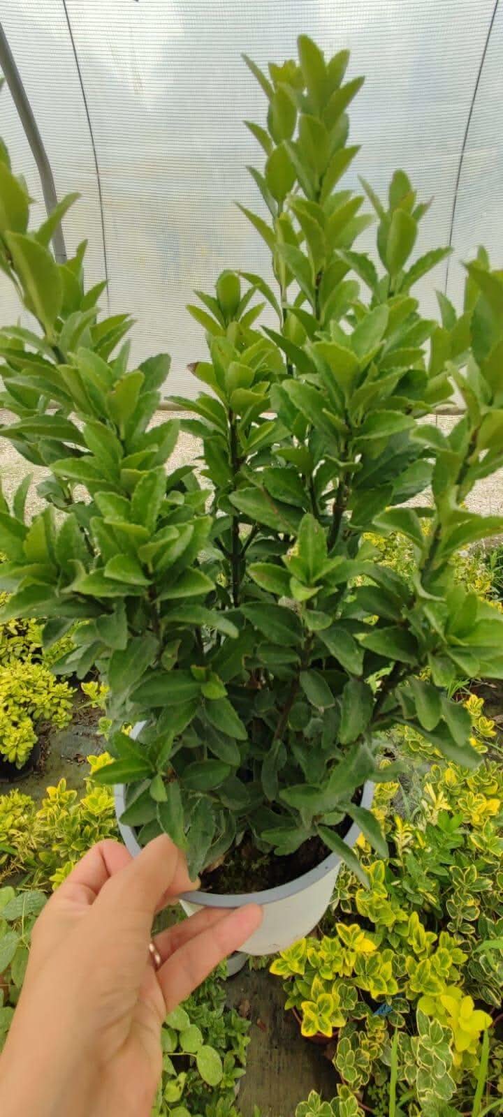 Euonymus - ValmaflorValmaflorValmaflorEuonymus - Valmaflor14 cm