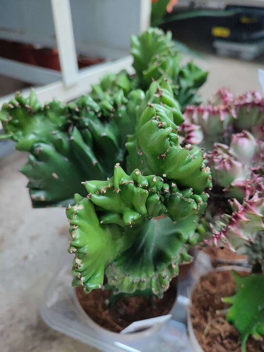 Euphorbia cristata - ValmaflorValmaflorValmaflorEuphorbia cristata - ValmaflorVerdeEuphorbia