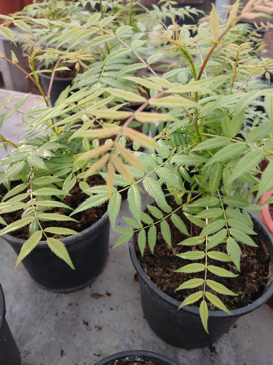 Falsa spirea - ValmaflorValmaflorValmaflorAlbizia - Valmaflor