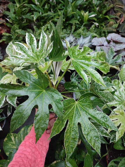 Fatsia spider - ValmaflorValmaflorValmaflorFatsia spider web - ValmaflorValmaflorValmaflorFatsia spider web14 cm