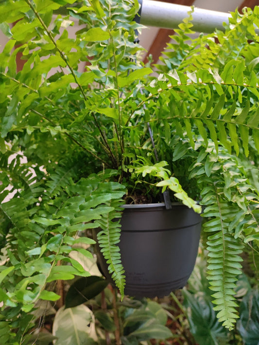 Felce - ValmaflorValmaflorValmaflorFelce - ValmaflorVaso 19 cm