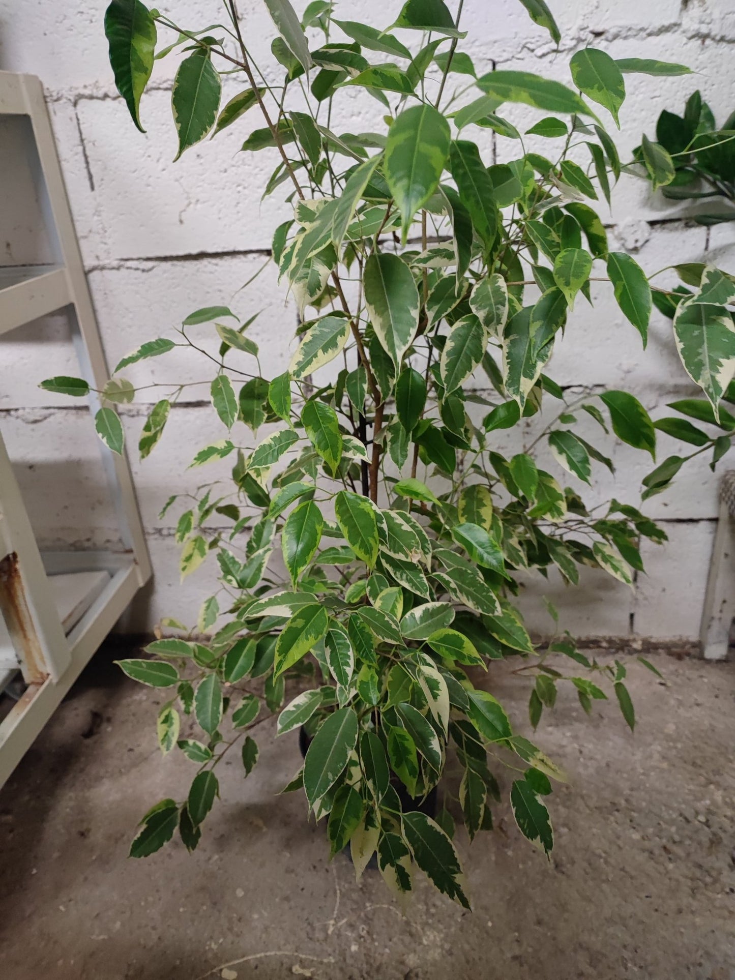 Ficus Benjamin - Valmaflor#ValmaflorValmaflorFicus Benjamin - ValmaflorFicus Benjamin variegato