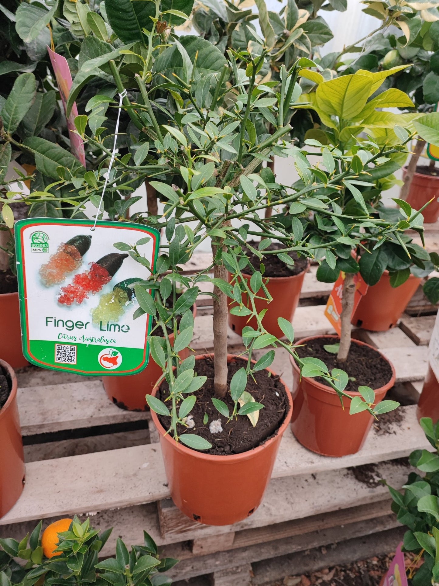 Finger lime - Valmaflor#ValmaflorValmaflorFinger lime