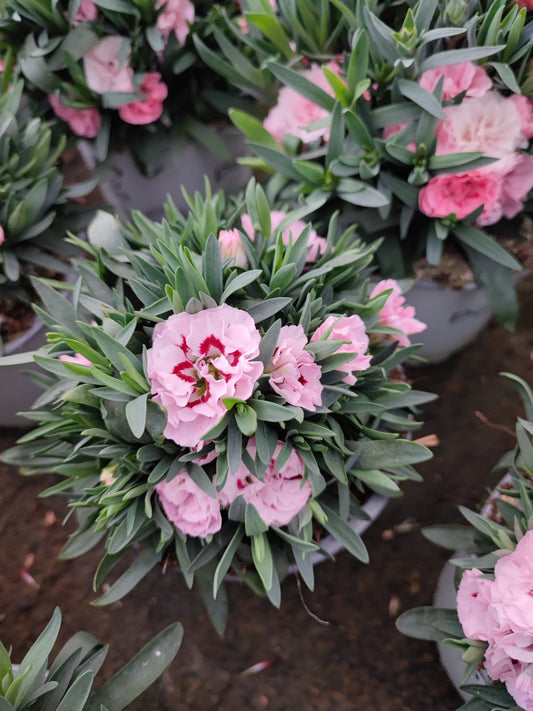 Garofano - ValmaflorValmaflorValmaflorGarofano