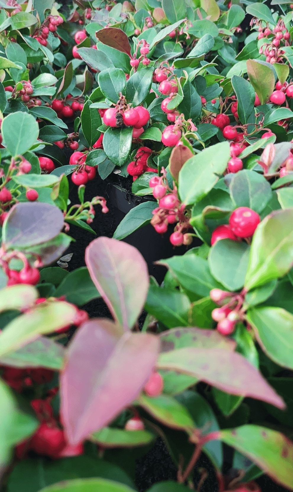 Gaultheria procumbens - ValmaflorValmaflorValmaflorGaultheria procumbens - ValmaflorRosso