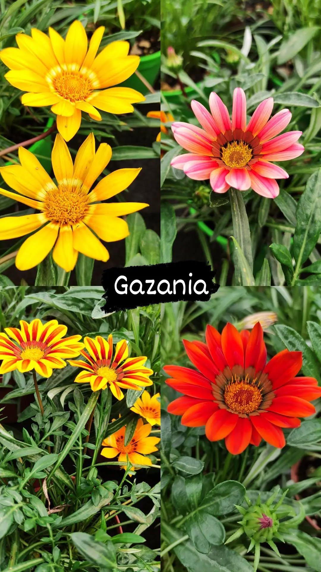 Gazania - ValmaflorValmaflorValmaflorGazaniaArancione