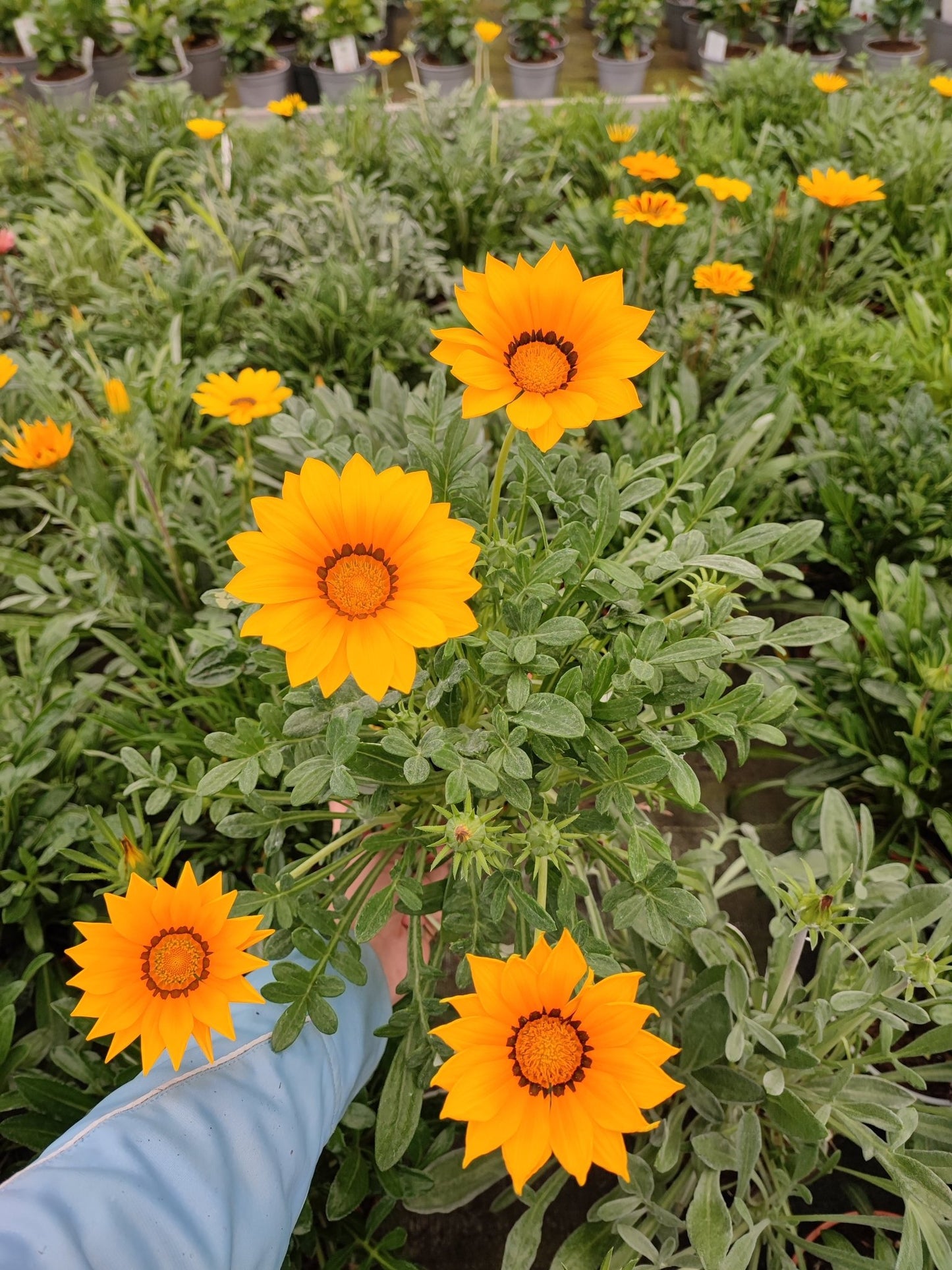 Gazania - ValmaflorValmaflorValmaflorGazaniaArancione
