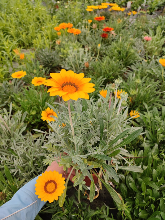 Gazania - ValmaflorValmaflorValmaflorGazaniaArancione