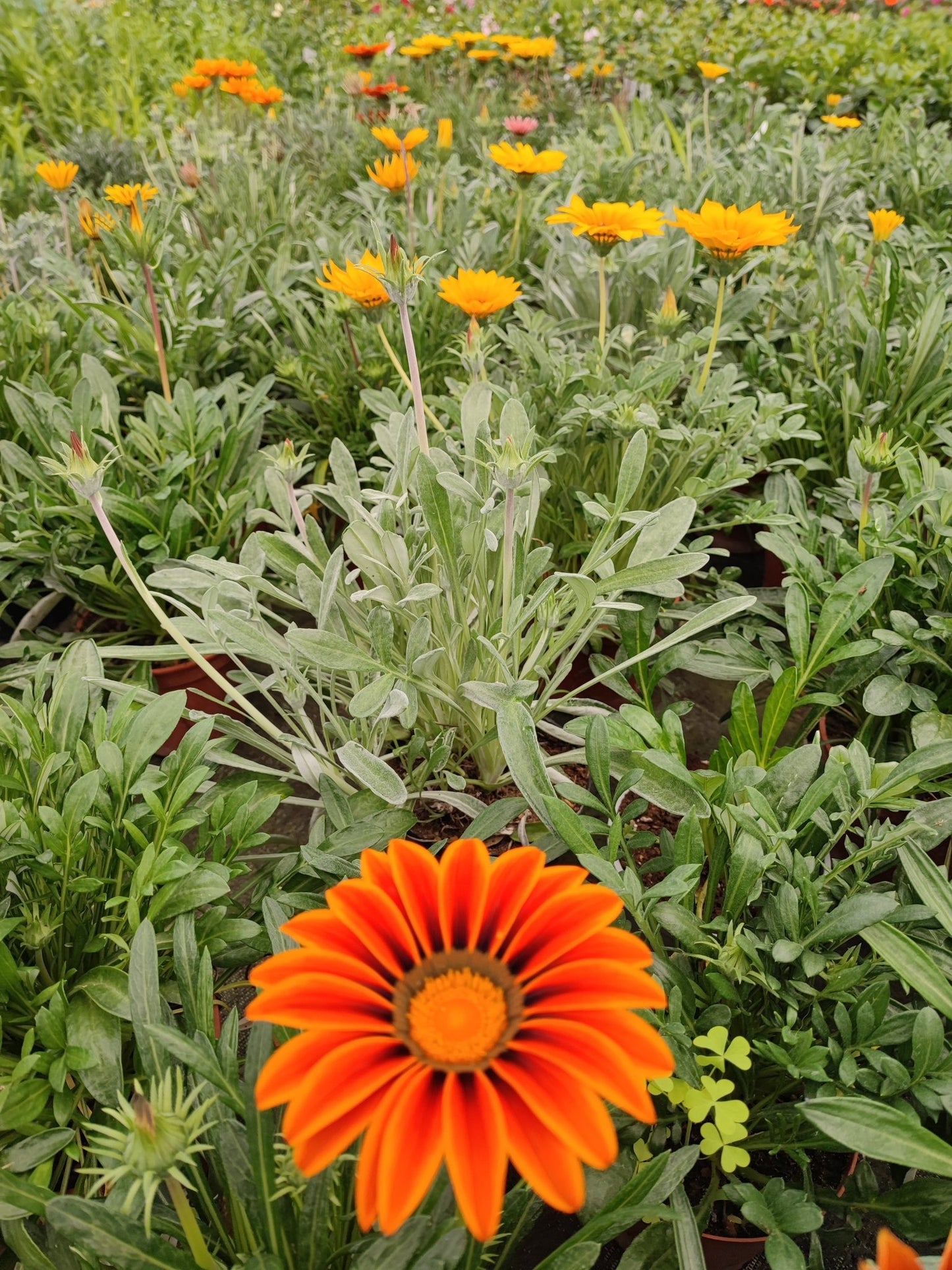 Gazania - ValmaflorValmaflorValmaflorGazaniaArancione