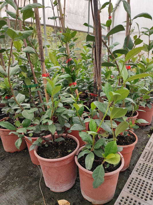 Gelsomino - ValmaflorValmaflorValmaflorGelsomino