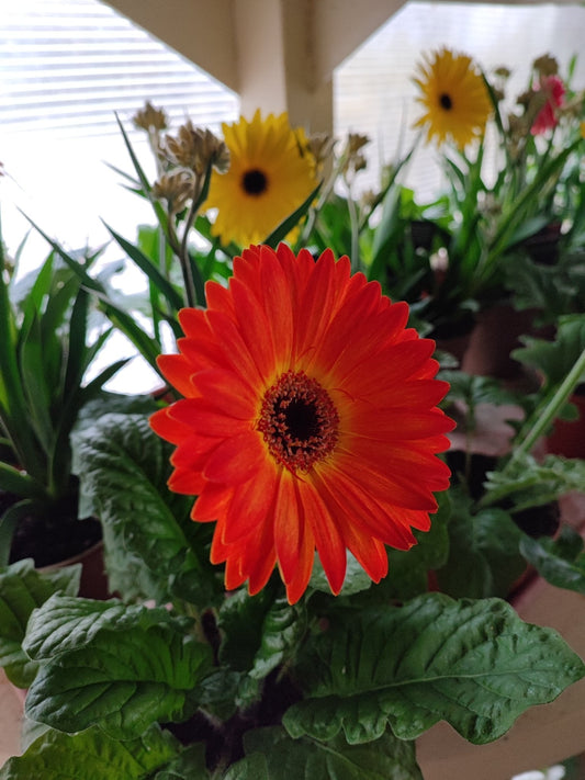 Gerbera - ValmaflorValmaflorValmaflorGerbera - ValmaflorValmaflorValmaflorGerbera