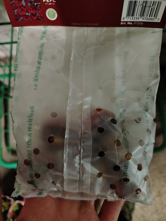 Gladiolo black star - ValmaflorValmaflorValmaflorGladiolo black star - ValmaflorValmaflorValmaflorGladiolo black star