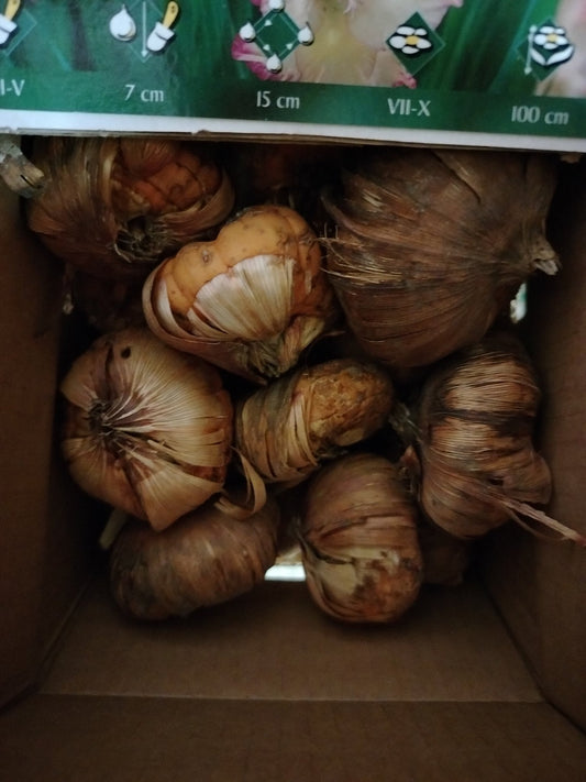 Gladiolo priscilla - ValmaflorValmaflorValmaflorGladiolo priscilla - ValmaflorValmaflorValmaflorGladiolo priscilla1 bulbo1 bulbo