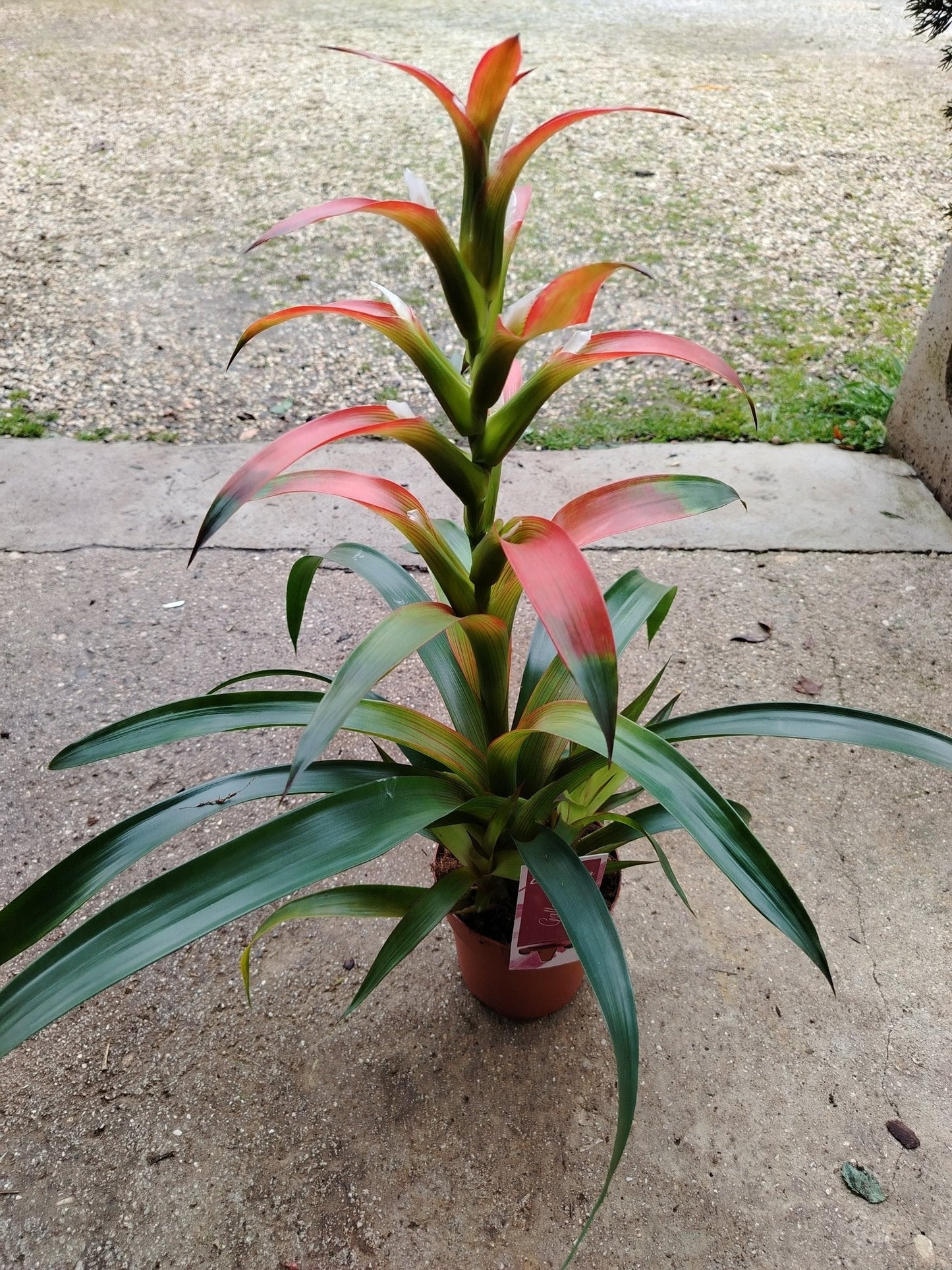 Guzmania wittmackii - ValmaflorValmaflorValmaflorGuzmania wittmackii - ValmaflorValmaflorValmaflorGuzmania wittmackii