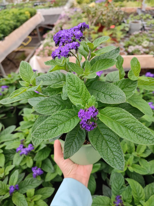 Heliotropium Arborescens - ValmaflorValmaflorValmaflorHeliotropium Arborescens - ValmaflorValmaflorValmaflorHeliotropium Arborescens
