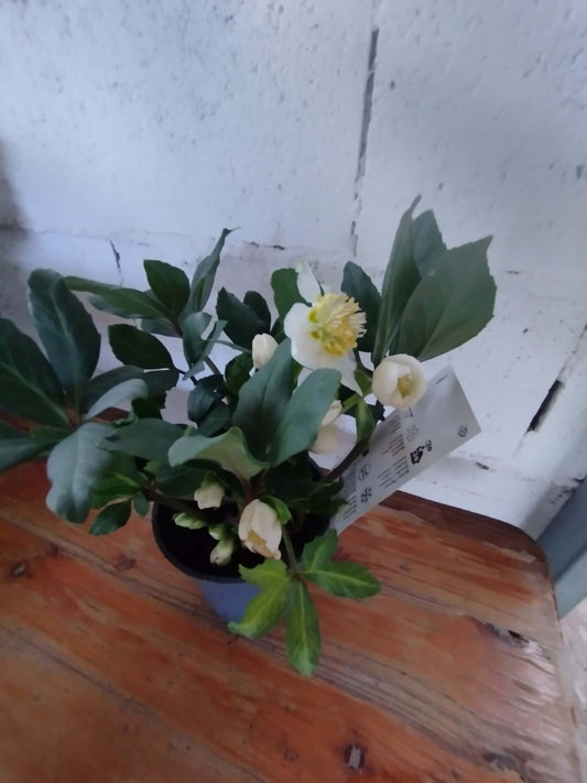 Helleborus (Rosa di Natale) - ValmaflorValmaflorValmaflorHelleboro - ValmaflorVaso 12