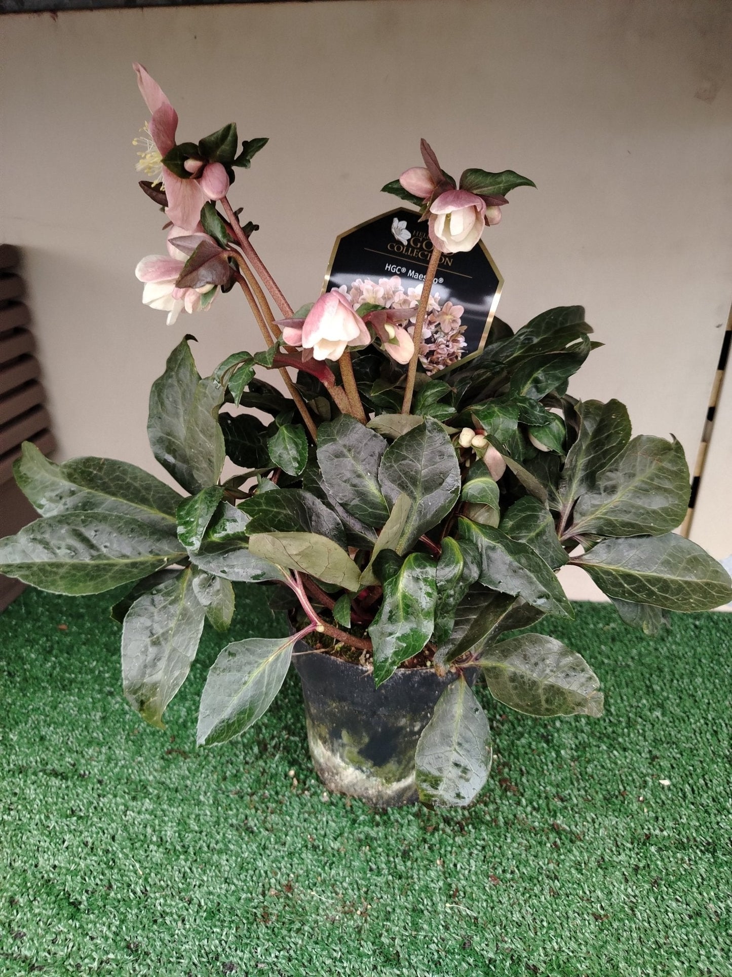 Helleborus rosa "Hgc Maestro" - Valmaflor#ValmaflorValmaflorHelleborus rosa "Hgc Maestro" - Valmaflor#ValmaflorValmaflorHelleborus rosa "Hgc Maestro"