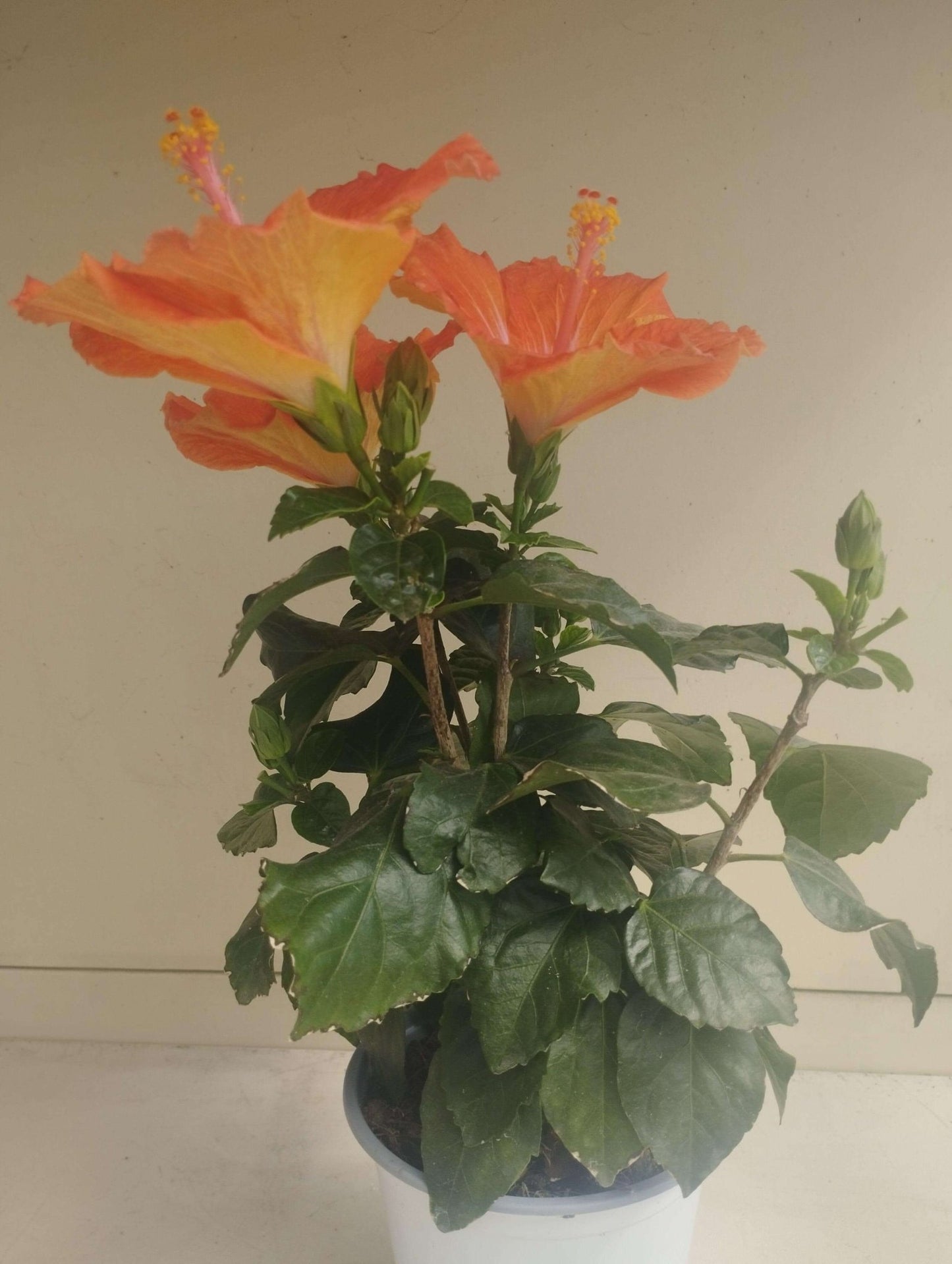 Hibiscus Syriacus - ValmaflorHibiscus SyriacusValmaflorValmaflorHibiscus Syriacus - Valmaflor15 cm