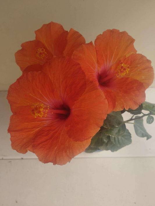 Hibiscus Syriacus - ValmaflorHibiscus SyriacusValmaflorValmaflorHibiscus Syriacus - Valmaflor15 cm