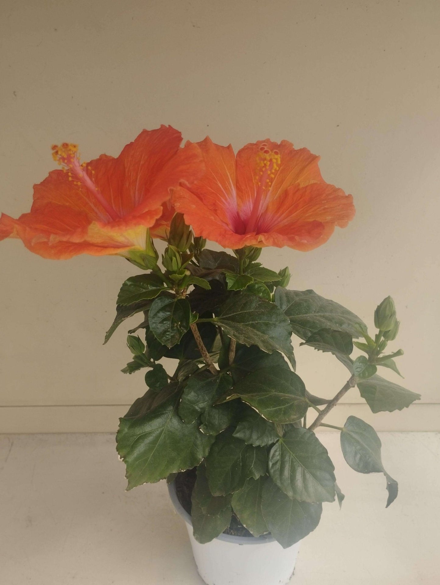 Hibiscus Syriacus - ValmaflorHibiscus SyriacusValmaflorValmaflorHibiscus Syriacus - Valmaflor15 cm