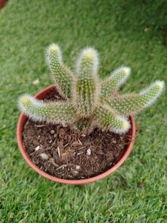 Hildewintera aureispina - ValmaflorValmaflorValmaflorHildewintera aureispina10 cm