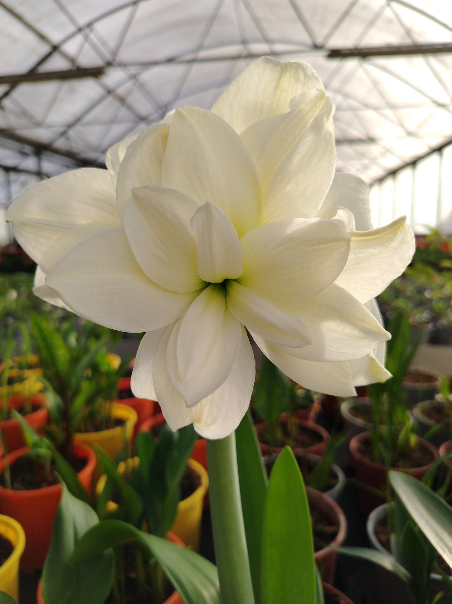 Hippeastrum - Valmaflor#ValmaflorValmaflorHippeastrum14