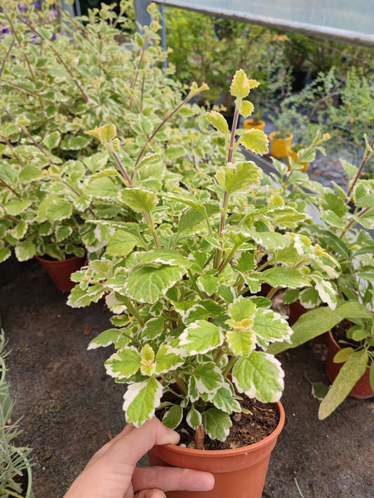 Incenso - ValmaflorValmaflorValmaflorIncenso