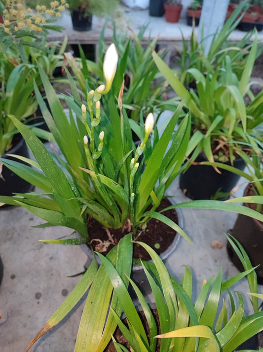 Iris "confusa" - ValmaflorValmaflorValmaflorIris "confusa"