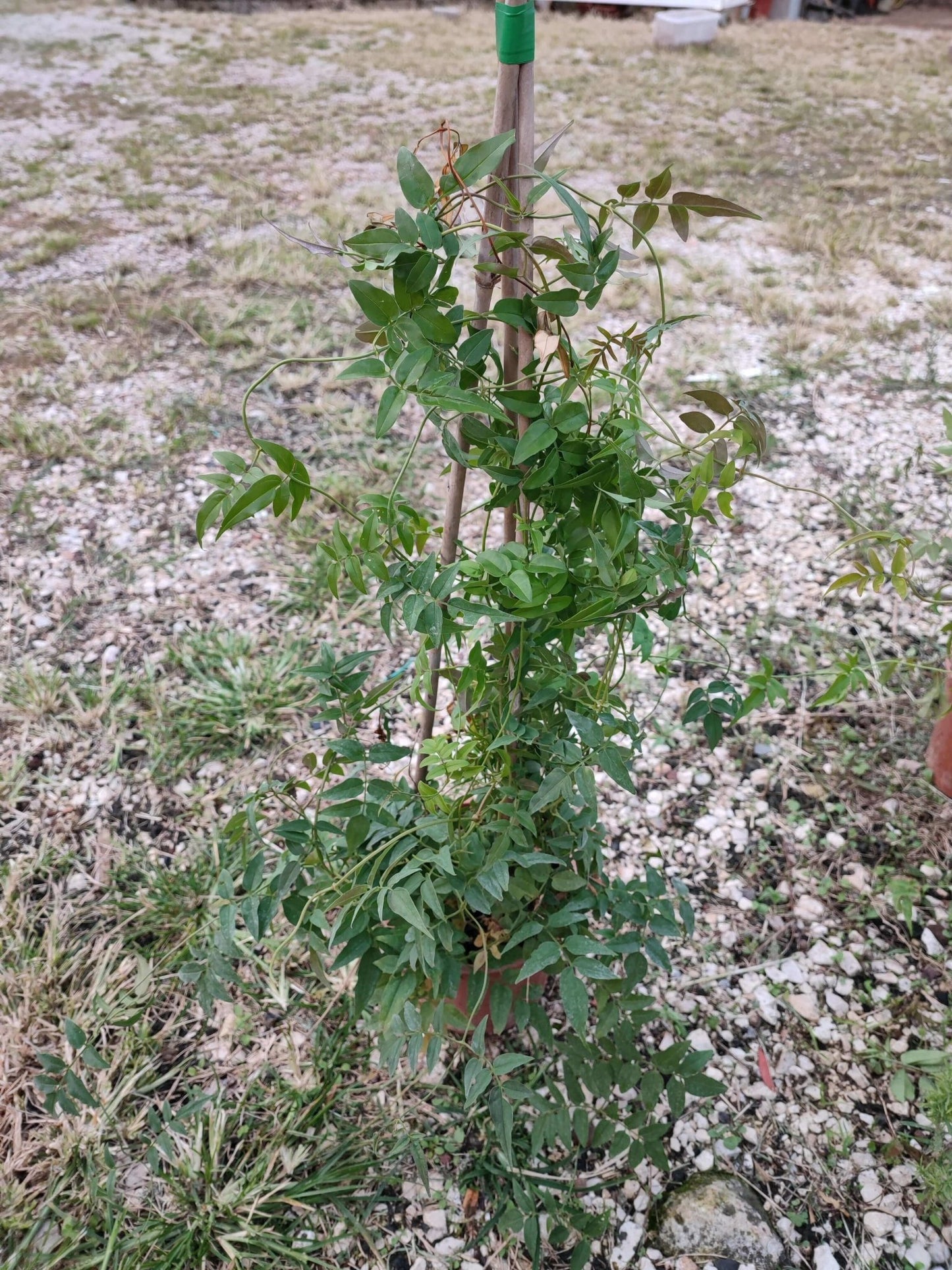 Jasminium officinalis - ValmaflorJasminium officinalisValmaflorValmaflorJasminium officinalis - Valmaflor17 cm